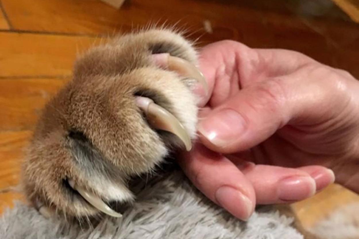 Почему кошки умеют прятать когти, а собаки нет?