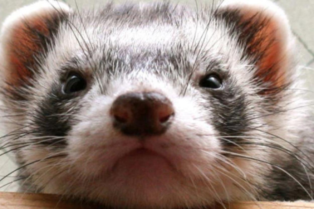 Клонирование детенышей американских хорьков: новый шаг в сохранении вида