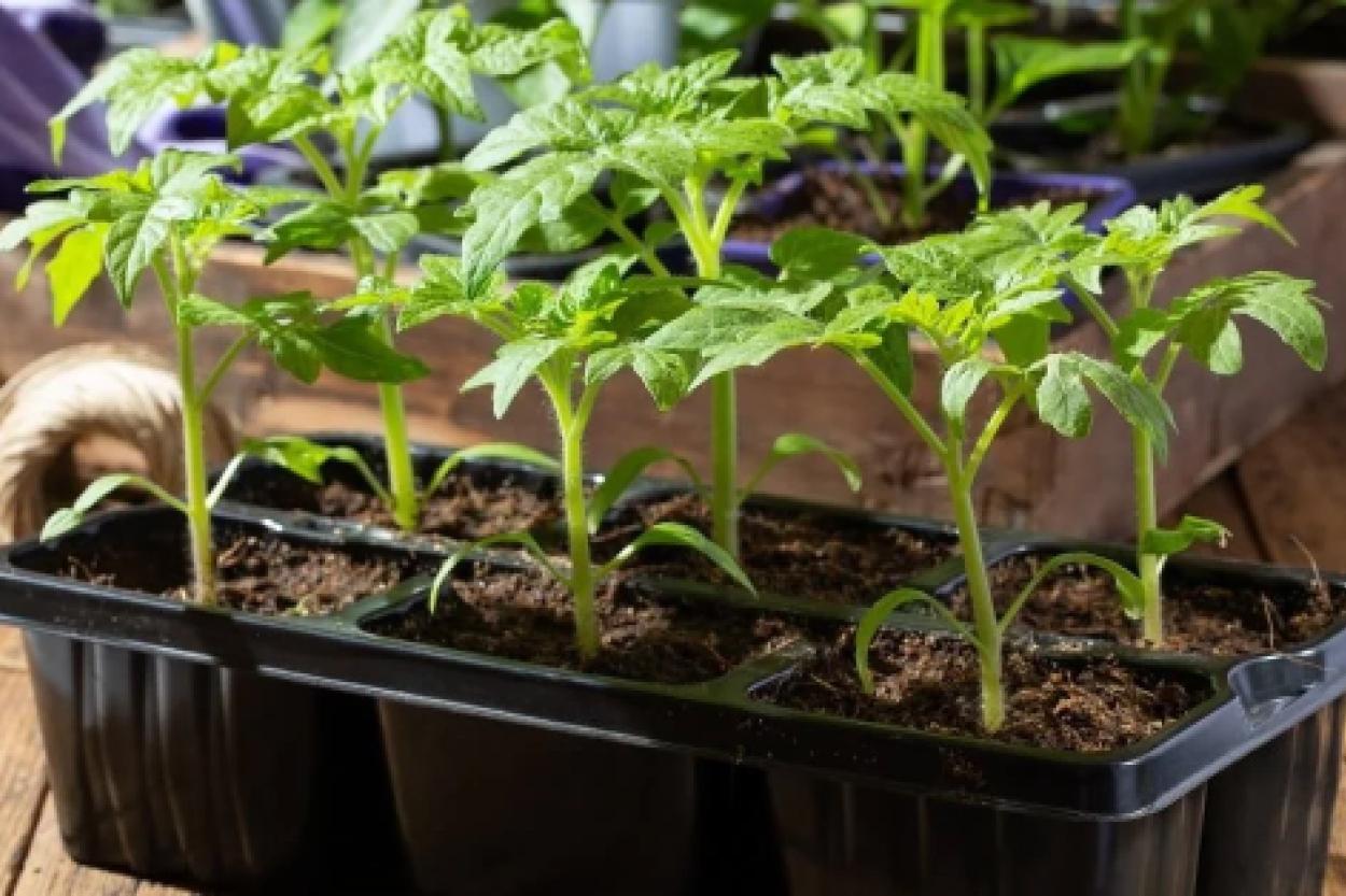 Как вырастить крепкую рассаду томатов: советы по уходу в апреле