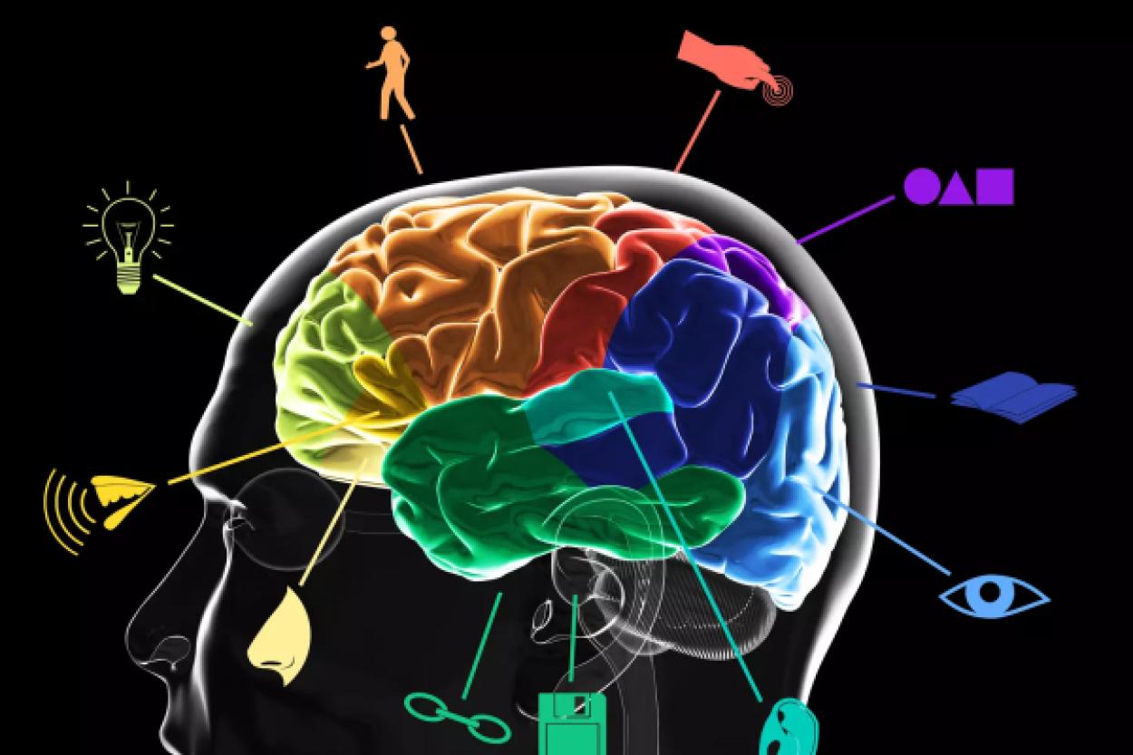 Сначала мысль — потом действие: как работает мозг