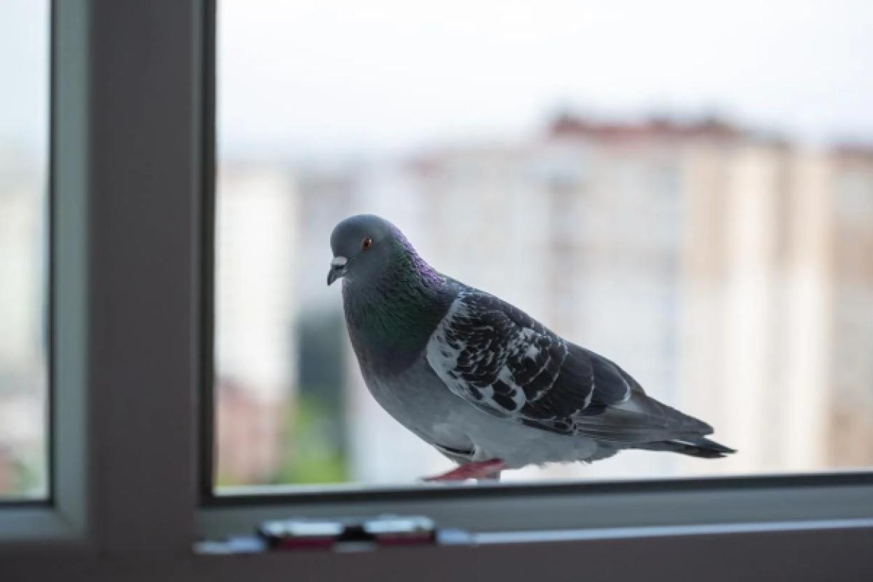 Голуби больше не сядут на ваш подоконник: гуманные способы избавления от пернатых