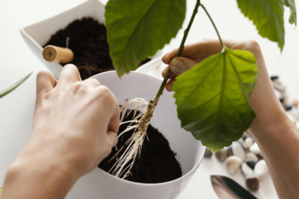 Натуральные способы ускорения роста корней: 5 эффективных решений